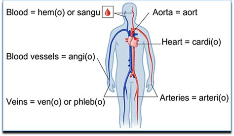 cardio synonym|cardio root word.